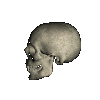 skull2.gif - 23.1 K
